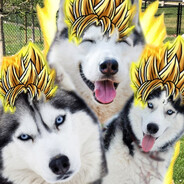 UltimateHusky