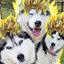 UltimateHusky