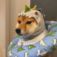 两百斤的二狗233