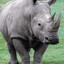 Throbbing Hard Rhinoceros Boner