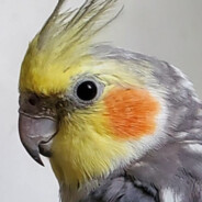 Best Tiel