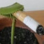 Ciggy flytrap