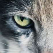 Sniper>>>Cat>"<.50NATO