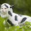 Catcow