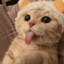 Kattar