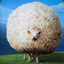 Mr sheep to u