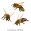 Specifically 3 Bees