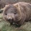 Wombat Kombat