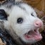 TurbO_Opossum