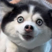 麦子地里偷过鸡