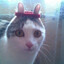hair tie cat