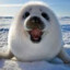 Silly Seal :3