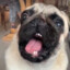 pug crying