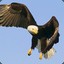 flyingeagle