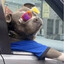 gangsterDog