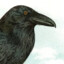 Corvidae