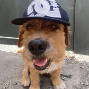 ПОТНЫЕ МОПСЫ