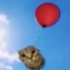 Cat soaring tied to a red baloon