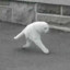 HalfCat