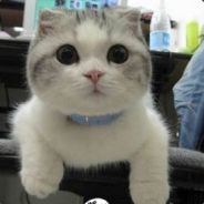 Mr.Lee 治疗抑郁症的偏方