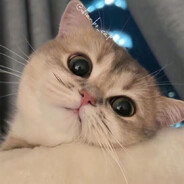 猫猫宇航员MS-903