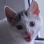 franck