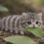 кусаю
