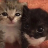 2 little cat