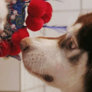 拖把沾屎，犹如吕布在世