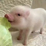 爱喝可乐的波斯猫