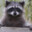 Hostile Raccoon