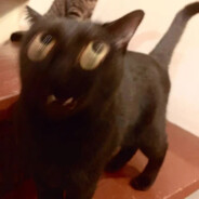 给我发把枪我去看看怎