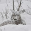 snowday