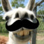 Lhama de bigode