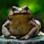 FriskyToad