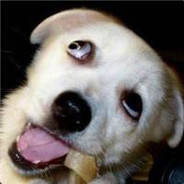 揍死你狗日的啊