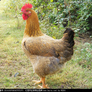 暴鸡母打孙悟空