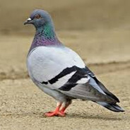 PIGEON