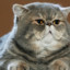 Fat_Cat