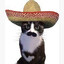 El Gato
