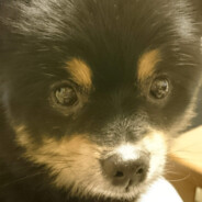 yasuyasu