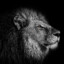 Lets_Tiger