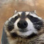 Radcoon