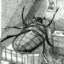 Gregor Samsa