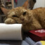orangecattsu