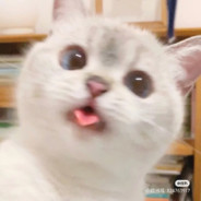 万喵称颂的蠢临