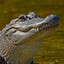 Ali'Gator