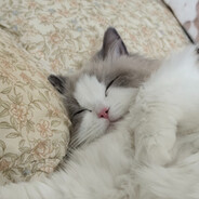 mia