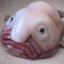 PEIXE BOLHA