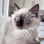 ShiftarN